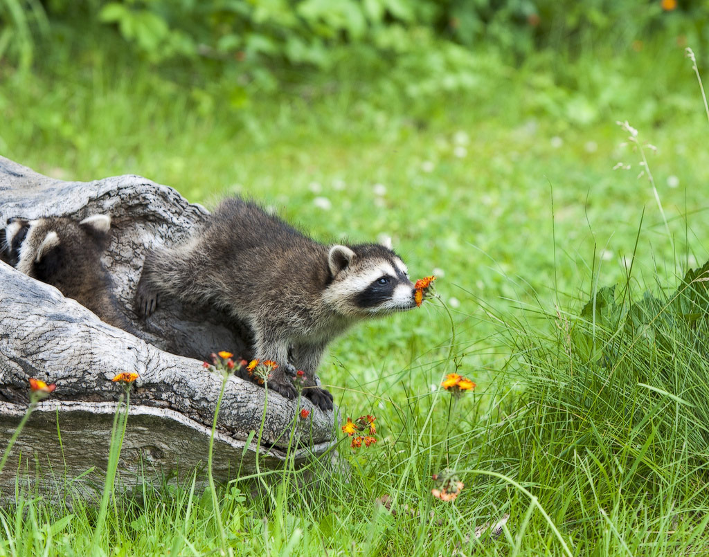 Picture 6 of 18 nuances reward unexpectedly romantic flowers of animals