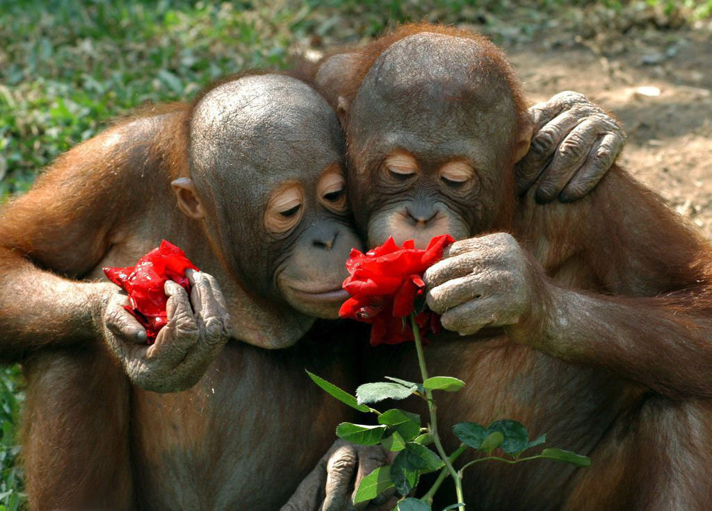 Picture 7 of 18 nuances reward unexpectedly romantic flowers of animals