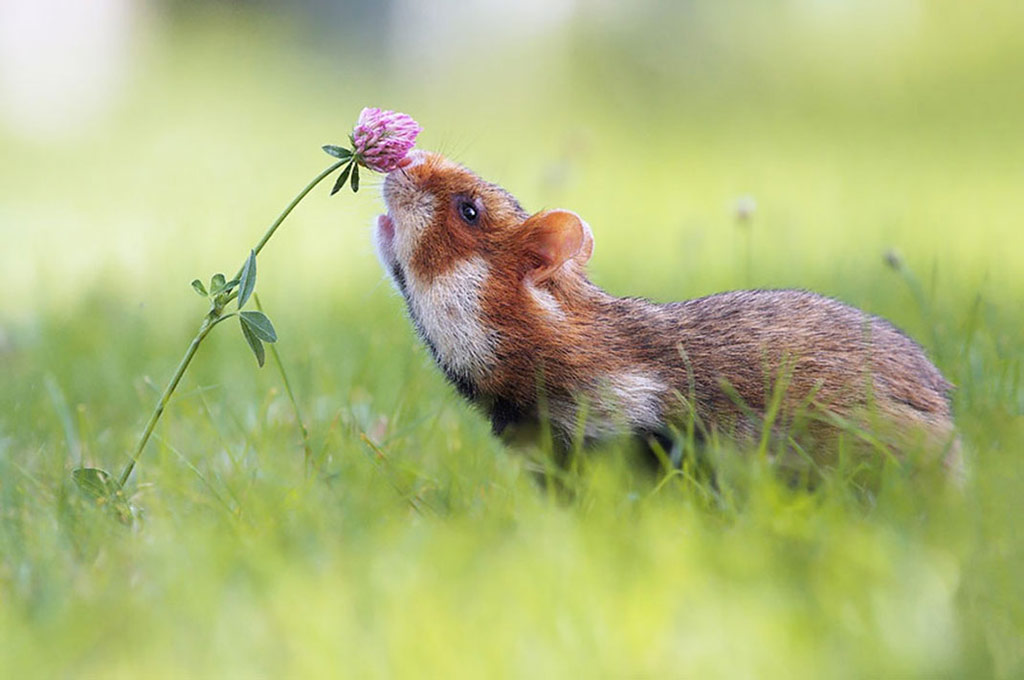 Picture 8 of 18 nuances reward unexpectedly romantic flowers of animals
