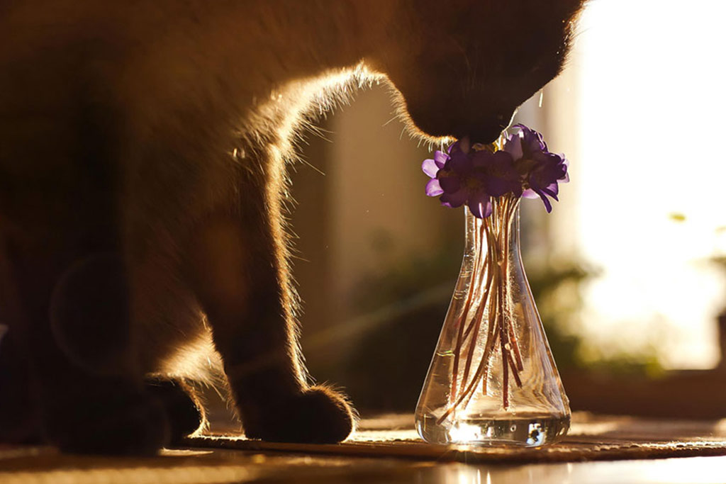 Picture 9 of 18 nuances reward unexpectedly romantic flowers of animals