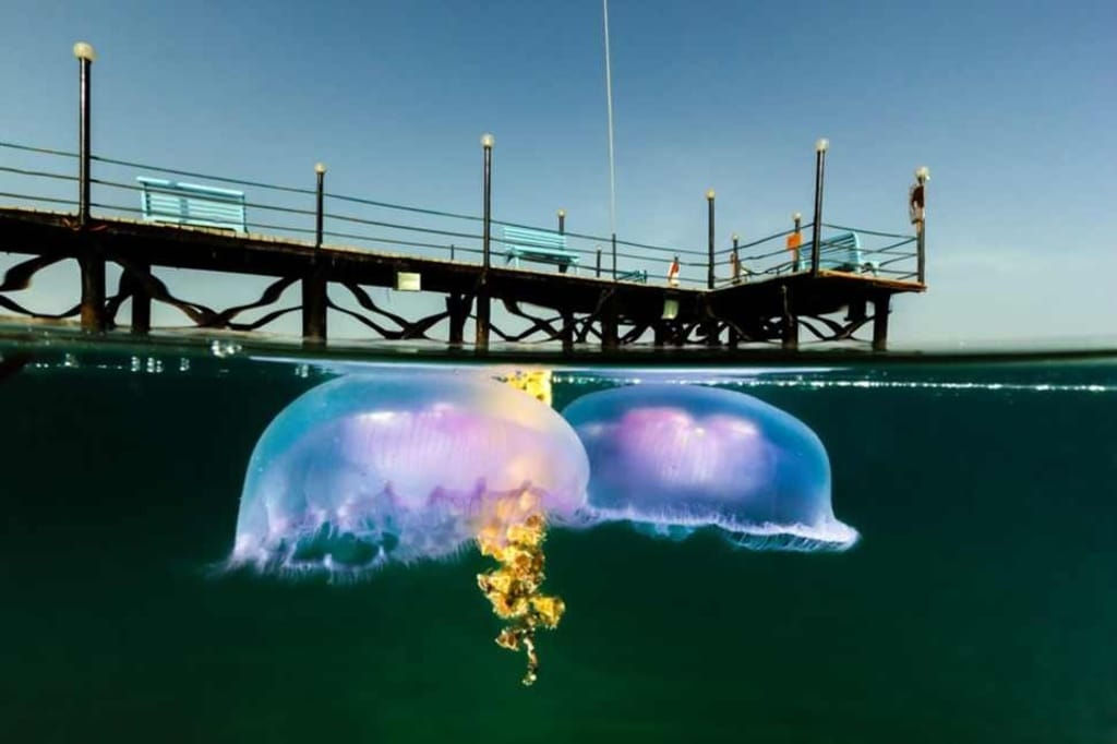 Picture 15 of 18 unbelievably beautiful natural photos make viewers mistaken for a Photoshop product