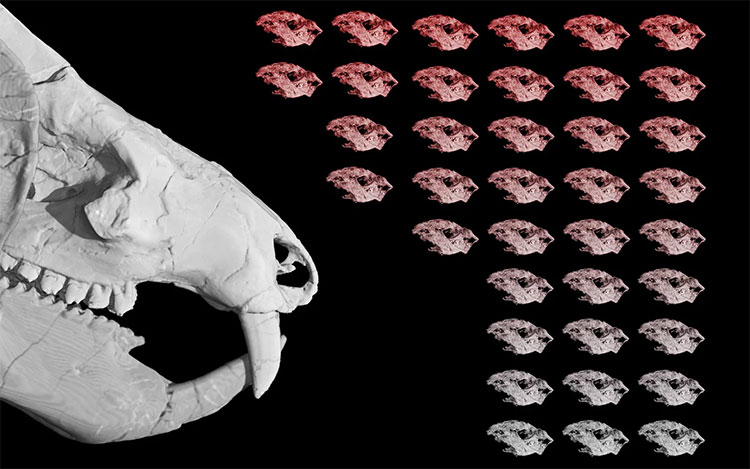 Picture 1 of 185 million year fossils of ancient organisms have 38 children