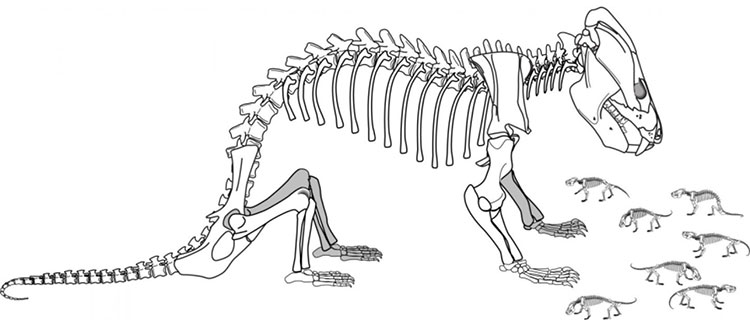 Picture 2 of 185 million year fossils of ancient organisms have 38 children