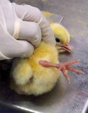 Picture 1 of 18-month-old boy in Thailand infected with bird flu