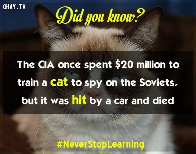 Picture 19 of 19 extremely interesting facts you should not ignore