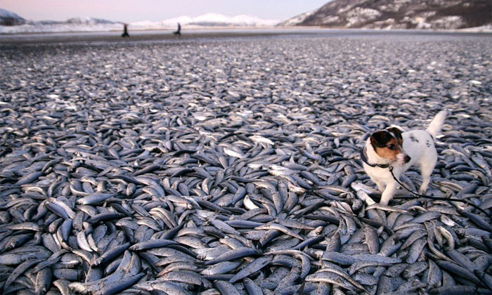 Picture 16 of 19 mysterious natural phenomena challenging science