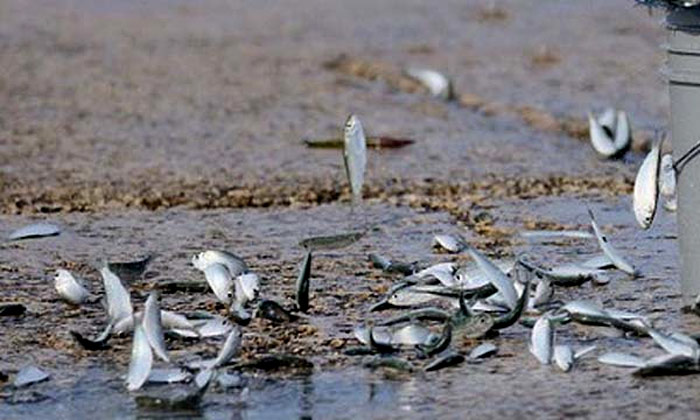 Picture 5 of 19 mysterious natural phenomena challenging science