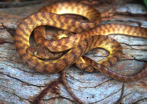 Picture 1 of 2 most dangerous invasive reptiles in the world