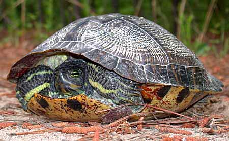 Picture 2 of 2 most dangerous invasive reptiles in the world