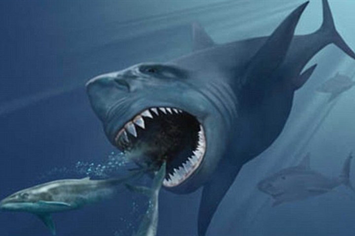Picture 1 of 20 meter long shark extinct because of climate change