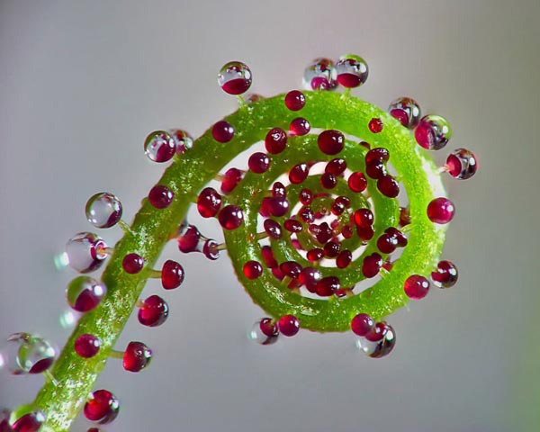 Picture 10 of 20 species of plants with fantasy geometric patterns that fascinate you
