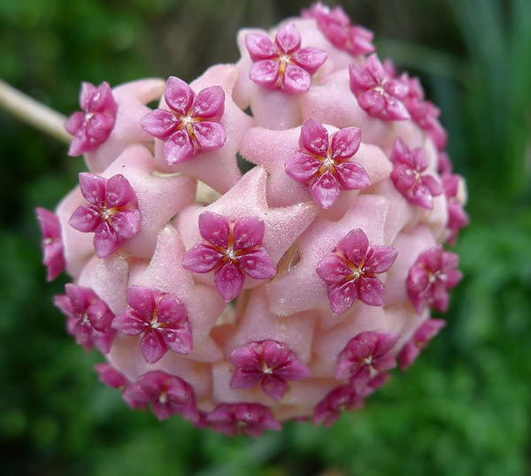 Picture 11 of 20 species of plants with fantasy geometric patterns that fascinate you