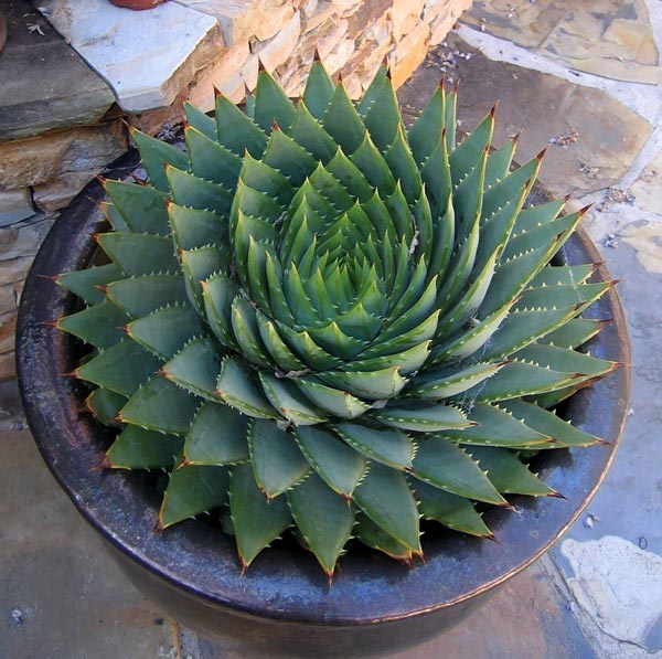 Picture 12 of 20 species of plants with fantasy geometric patterns that fascinate you