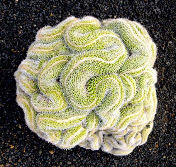 Picture 13 of 20 species of plants with fantasy geometric patterns that fascinate you