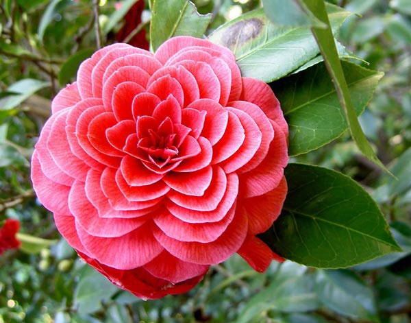 Picture 14 of 20 species of plants with fantasy geometric patterns that fascinate you