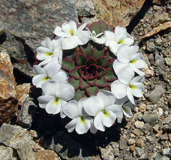 Picture 15 of 20 species of plants with fantasy geometric patterns that fascinate you