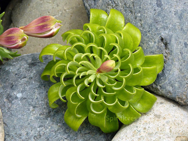 Picture 16 of 20 species of plants with fantasy geometric patterns that fascinate you