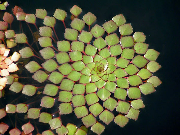 Picture 17 of 20 species of plants with fantasy geometric patterns that fascinate you