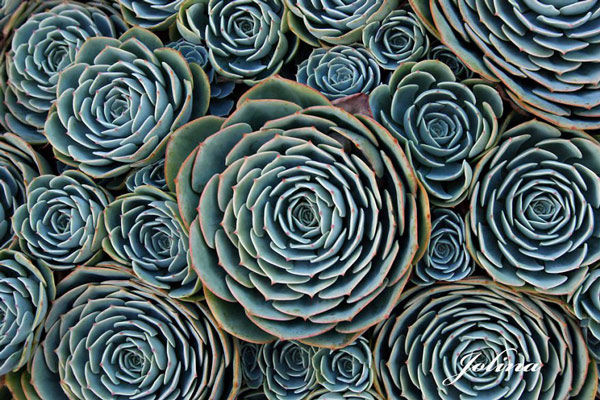 Picture 18 of 20 species of plants with fantasy geometric patterns that fascinate you