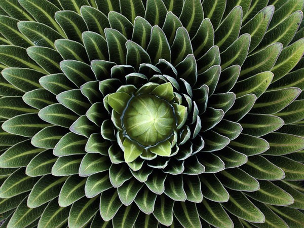 Picture 19 of 20 species of plants with fantasy geometric patterns that fascinate you