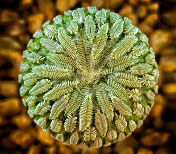 Picture 20 of 20 species of plants with fantasy geometric patterns that fascinate you