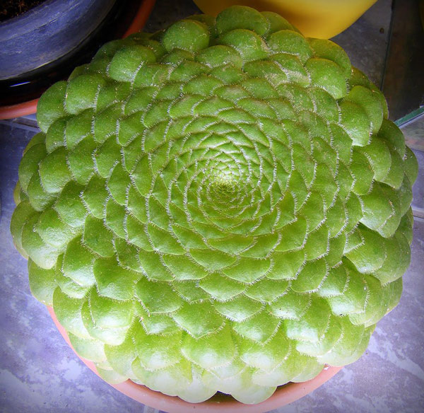 Picture 21 of 20 species of plants with fantasy geometric patterns that fascinate you