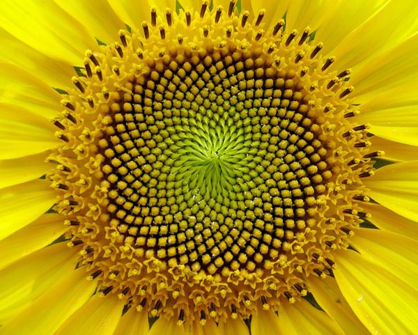 Picture 9 of 20 species of plants with fantasy geometric patterns that fascinate you