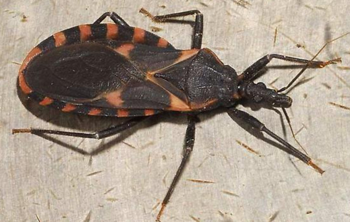 Picture 10 of 20 world's most dangerous creatures lethal in a split second (part 1)