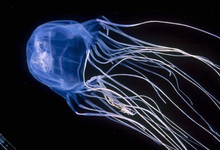 Picture 2 of 20 world's most dangerous creatures lethal in a split second (part 1)