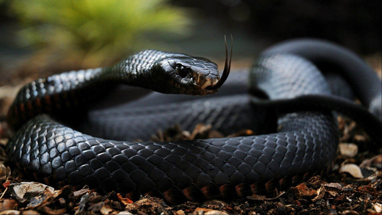 Picture 4 of 20 world's most dangerous creatures lethal in a split second (part 1)