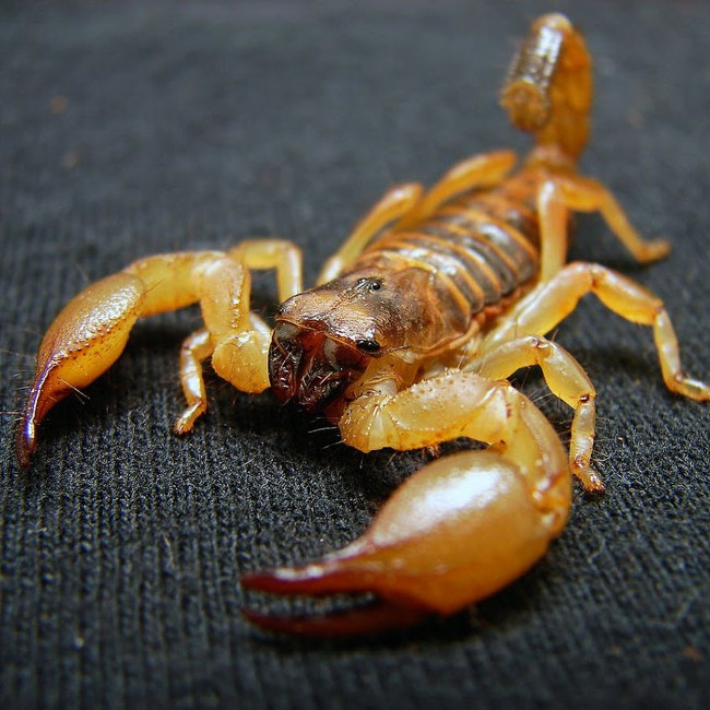 Picture 5 of 20 world's most dangerous creatures lethal in a split second (part 1)