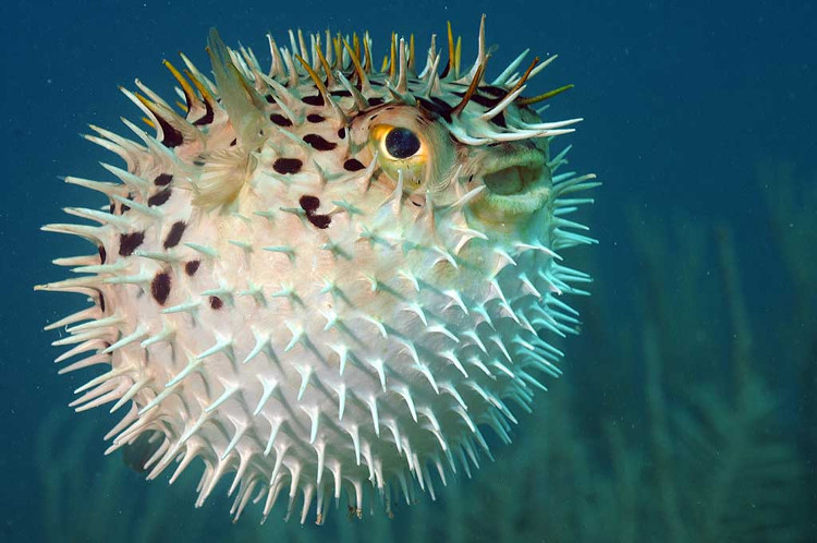 Picture 6 of 20 world's most dangerous creatures lethal in a split second (part 1)