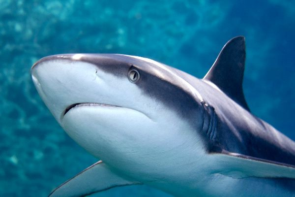 Picture 7 of 20 world's most dangerous creatures lethal in a split second (part 1)