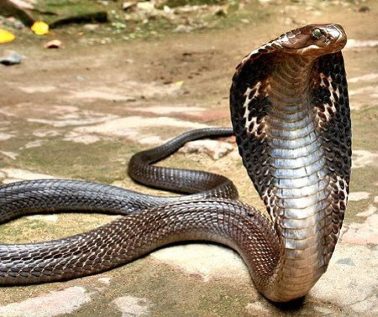 Picture 8 of 20 world's most dangerous creatures lethal in a split second (part 1)