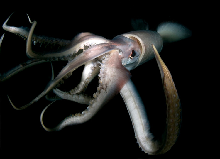 Picture 9 of 20 world's most dangerous creatures lethal in a split second (part 1)