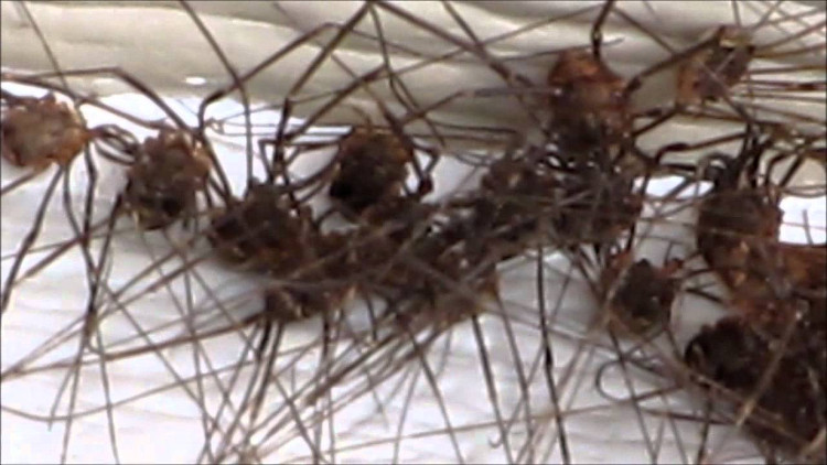 Picture 1 of 200 billion long-legged spiders are about to spread across the UK