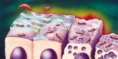Picture 5 of 2005 Biomedical Nobel Prize - A realm goes back to bacteria