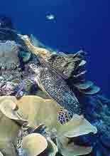Picture 1 of 2006: International Year of Sea Turtles