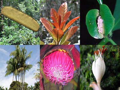 Picture 1 of 2009 bumper plant discoveries