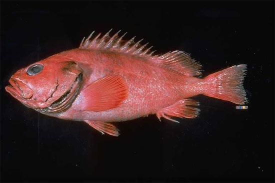 Picture 1 of 200-year-old fish in America