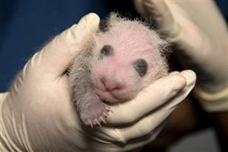 Picture 11 of 2010: Each month has a rare creature