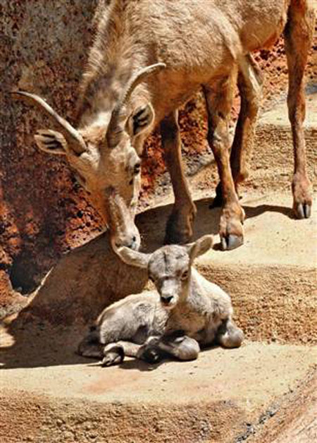 Picture 4 of 2010: Each month has a rare creature