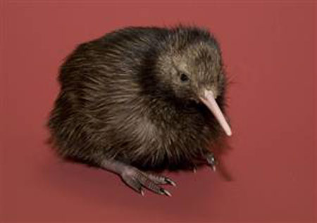Picture 6 of 2010: Each month has a rare creature