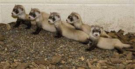 Picture 7 of 2010: Each month has a rare creature