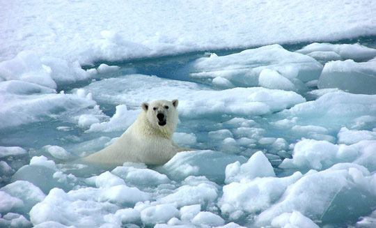 Picture 1 of 2010 may be the hottest year ever