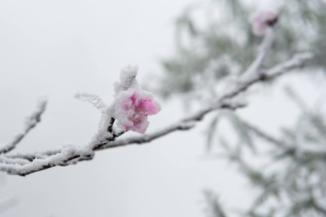 Picture 7 of 20cm thick snow first appeared in Nghe An