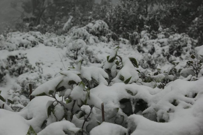 Picture 9 of 20cm thick snow first appeared in Nghe An