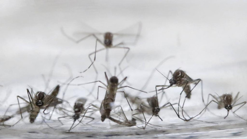Picture 2 of 2.2 billion people live in risk areas into Zika outbreak