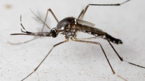 Picture 2 of 240 mosquitoes compressed in cylinder tubes still do not die, waiting for the day to spread the destruction to the species