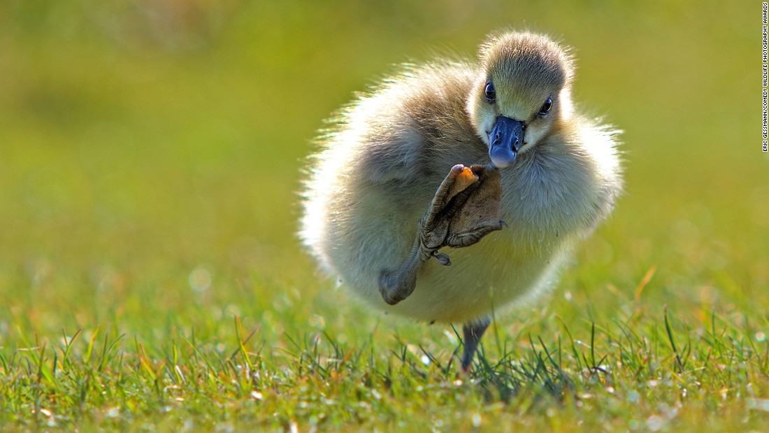 Picture 10 of 25 super funny moments of wild animals